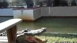 Alligator bites Idiots hand