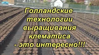 Выращивание клематиса по голландской технологии.