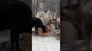 Коровы Кавказа Даже воду пьют из источников нарзана))