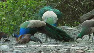 Birding in Devprayag with Banyan by the Ganges