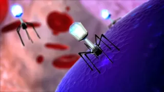 Bacteriopage Lytic Cycle