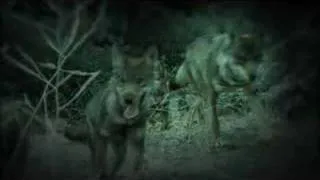 El pacto de los lobos