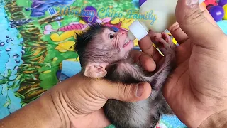 New Born Baby Monkey Chika (Chiro #045)
