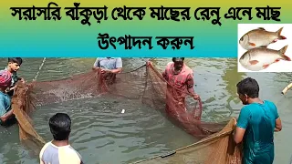 রুই মাছের রেনু থেকে পোনা উৎপাদন। রুই মাছ চাষ পদ্ধতি।