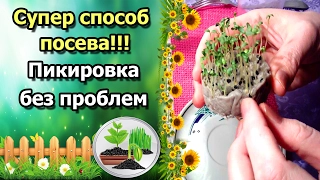 СУПЕР УДОБНЫЙ СПОСОБ ПОСЕВА СЕМЯН БЕЗ ЗЕМЛИ С КИПЯТКОМ!!! ПИКИРОВКА БЕЗ ПРОБЛЕМ.