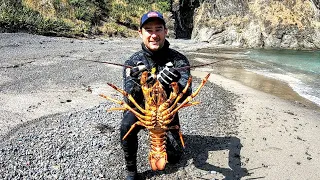 My Biggest Red Crayfish (Spiny Lobster) | Freediving New Zealand