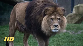 Lion Roar 1 HOUR -  (No Growl)