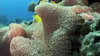 Los colores del agua documental naturaleza hd 1080p grandes documentales sfWqabJ bcE 36