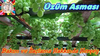 Üzüm Yemek İstiyorsan Bu Videoyu İzle!!! 🍇