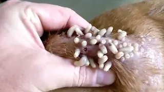 Worms Coming out of Animals