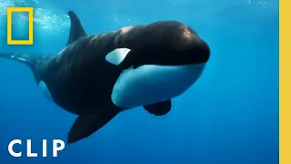 Orca Grandmother Defeats Great White Shark with One Blow | Queens