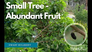 Small Tree-Big Fruit Production-Dwarf Mulberry