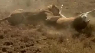 LIONESS ON A  GRANT GAZELLE - TANZANIA SAFARIS - HAZINA AFRIKA