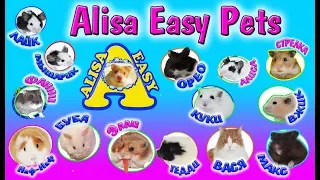 Alisa Easy Pets / Превью ПРЕМЬЕРА 2019 / Канал о хомяках, морских свинках, японских мышках и коте