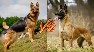 Немецкая овчарка против Малинуа. Кто же сильнее? German shepherd VS Malinois. Who is stronger?