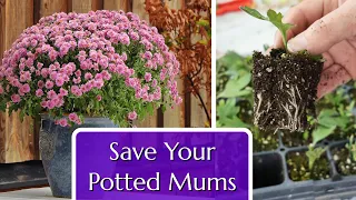 Save Your Potted Mums. Propagation by Cuttings