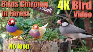 No Loop! 8 HRS of Dog TV Videos of Magnificent Birds for Separation Anxiety with Birds Chirping