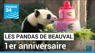 Les jumelles panda Yuandudu et Huanlili fêtent leur 1er anniversaire • FRANCE 24