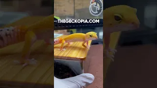 The Cutest Yellow Gecko..