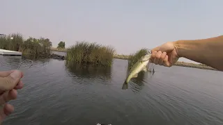 California Delta Bass Fishing