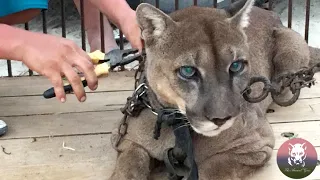 Mountain Lion Chained Up for 20 Years Get a Chance at a New Life