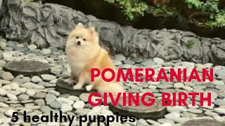 Pomeranian Dogs giving birth with 5 puppies//from birth to 1 month PART 1