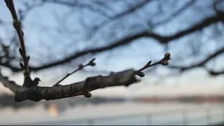 Do cherry blossom trees produce cherries? | Verify