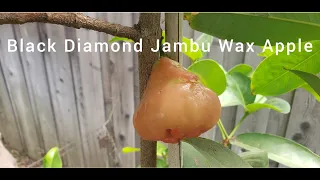 First Harvest & Taste Test of the Black Diamond Jambu Wax Apple.