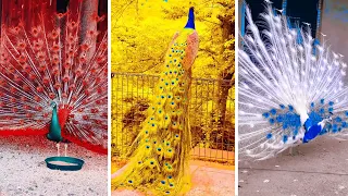 Peacock In The Wind, Beautiful, Colourful, Natural Peacocks Video #03