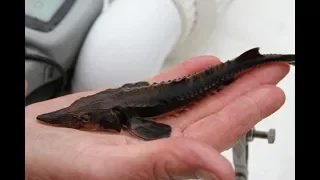 Maumee River Sturgeon Release | Great Lakes Now