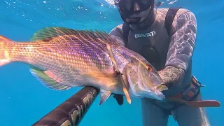 PESCA SUB SARDINIA:AGGUATO SUI GRANITI SARDI.. DENTICE ORATA RICCIOLE SARAGHI