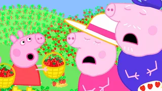 Peppa's Eaten too many Strawberries | Peppa Pig Official Family Kids Cartoon