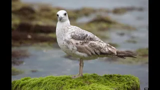 Спасенная чайка танцует / Rescued seagull is dancing