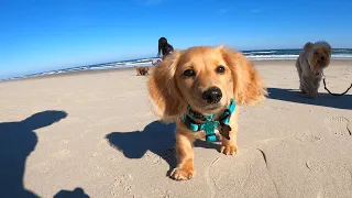 Taking our long haired miniature dachshunds to the Outer Banks for the first time! 11.29.20