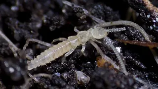 Podura / nogohvostki, carapace mites inside the soil of an orchid. HARM or BENEFIT?