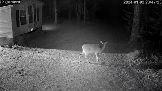 20240102 234655 Small Spike Buck driveway