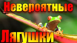 Самые невероятные виды лягушек!