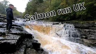 AMAZING SALMON RUN. Jumping up waterfalls #fish