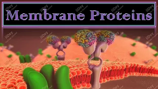 Membrane Proteins (Detailed Explanation) (#ppt)