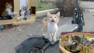 lost kitten rides my bike and says to me: Take me with you || I saved a kitten.