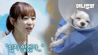 절망에 빠진 강아지들을 다시 웃게 해주는 여자ㅣLady Who Saves Lives of Dogs on the Verge of Death