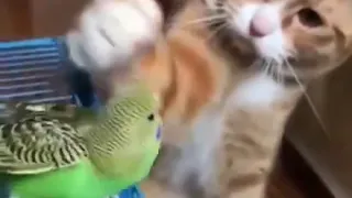 Cat pets Parrot