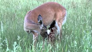 Whitetail Fawn Nursing Part 2 of 2