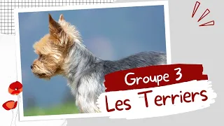 🐺 Groupe 3 - chiens de terriers | RACE