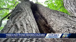 Powerful storms around region expose potential hidden hazards trees pose
