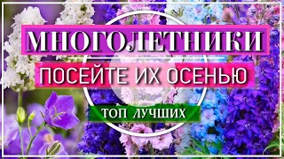 6 ЛУЧШИХ ЦВЕТУЩИХ МНОГОЛЕТНИКОВ 🌺 ПОСЕЙТЕ ИХ ОСЕНЬЮ СРАЗУ  В ОТКРЫТЫЙ ГРУНТ