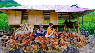 Building a new life episode 41 | Take care of 300 chickens and plant bananas for shade