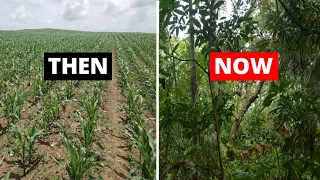 How One Man Restored Degraded Farmland Back into a Thriving Tropical Food Forest Over 50 Years