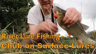River lure fishing- Chub on surface lures.