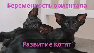 Течение беременности и развитие котят у ориенталов #котенок #новорожденныекотята #ориенталы